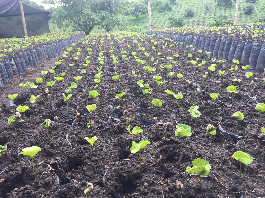Country Profile: Colombia