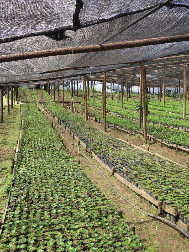 El Dorado [Wush Wush]